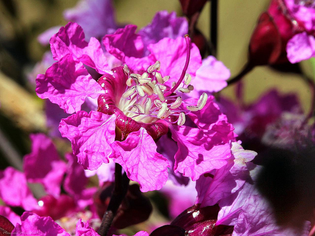 Pau-de-Rosas.jpg